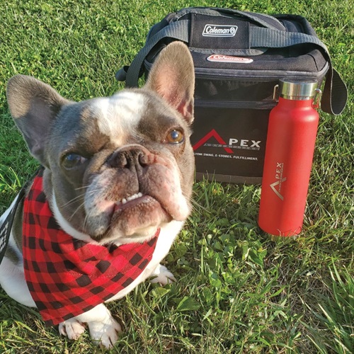 a french bulldog with apex gear on